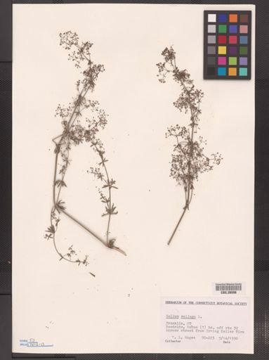 Galium mollugo