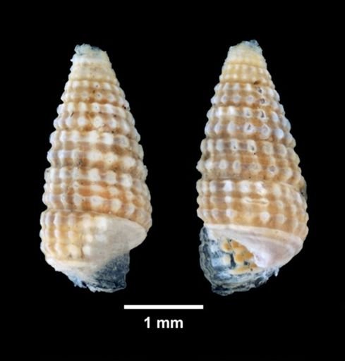 Marshallora nigrocincta
