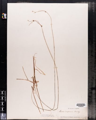 Carex trisperma