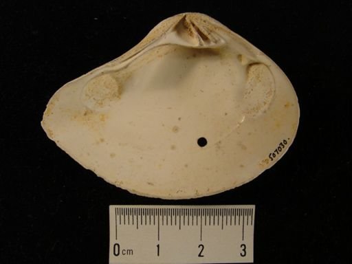 Eucrassatella (Hybolophus) speciosa