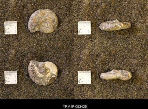 Discoscaphites conradi