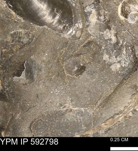 undet. Bivalvia