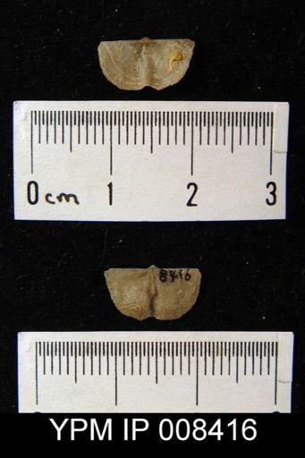 Chonetina flemingi
