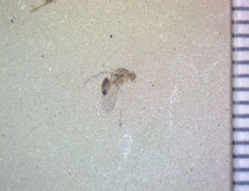 undet. Diptera