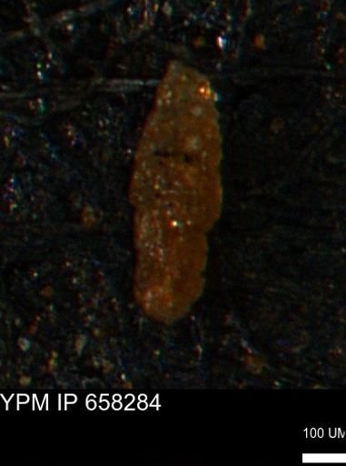 undet. Foraminiferida