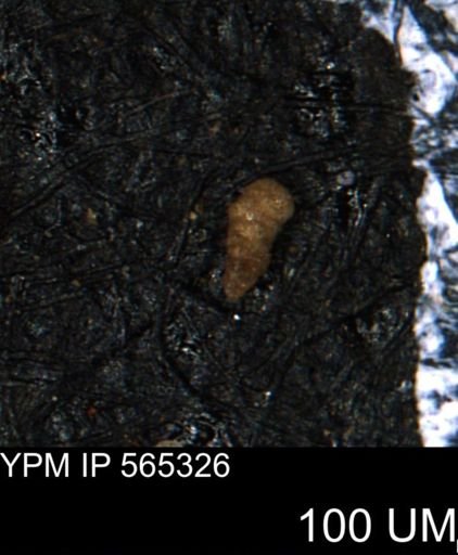 Verneuilinoides kansasensis