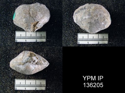 Athyris subexpansa