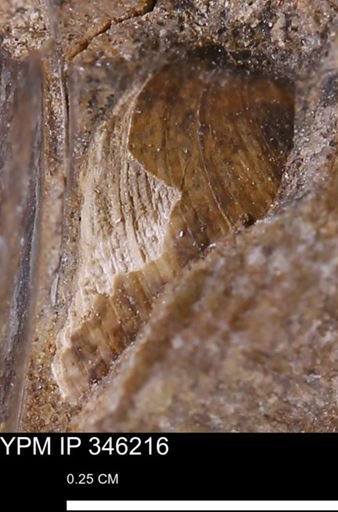Limopsis striatopunctatus