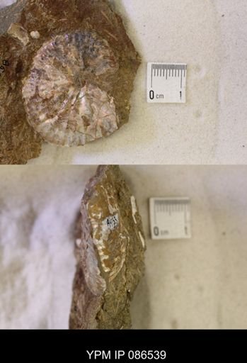 undet. Scaphitidae