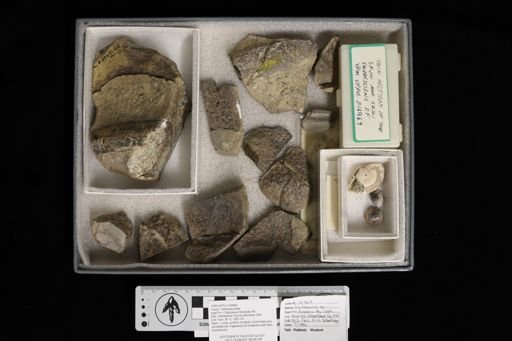 Kritosaurus