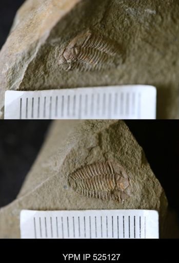 undet. Calymenidae