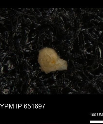 undet. Foraminiferida