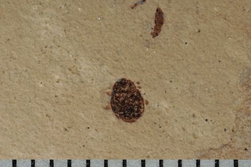 undet. Diptera