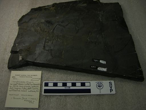 Tanytrachelos ahynis