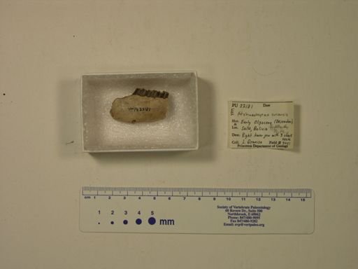 Archaeohyrax suniensis