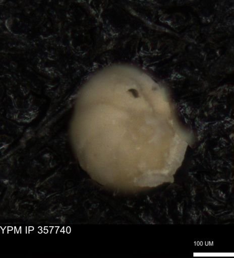 undet. Foraminiferida