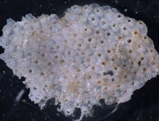 Porella porifera