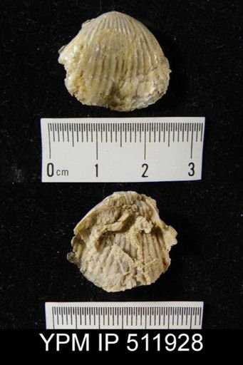 undet. Uncinulidae