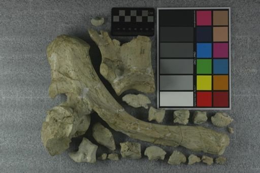 undet. Rhinocerotidae
