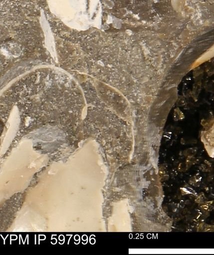 Protocardia?