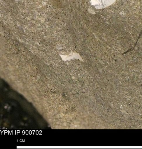 Protocardia subquadrata