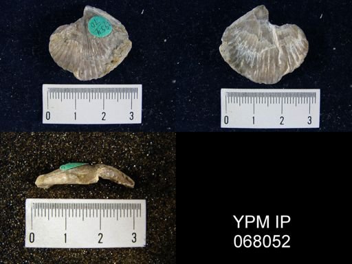 Uncinulus nucleolatus