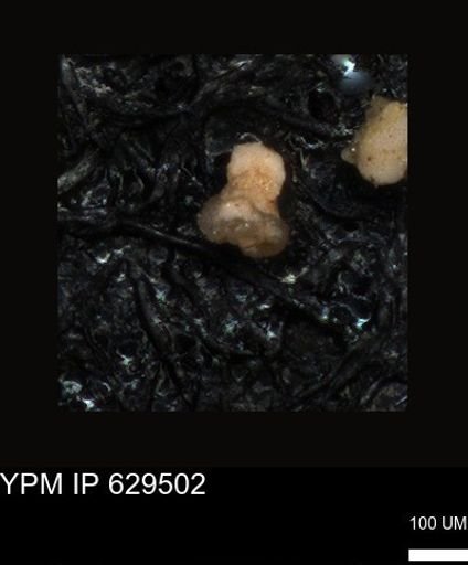 undet. Foraminiferida