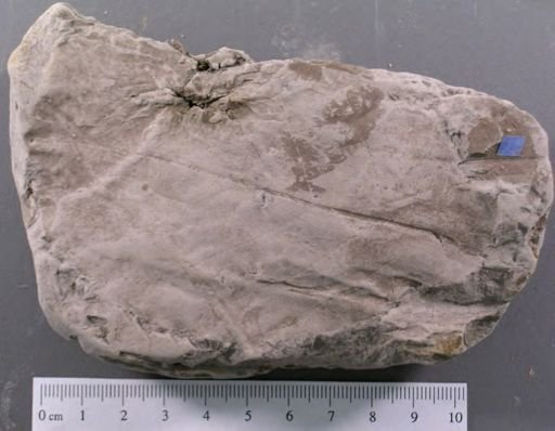 Protophyllum obovatum