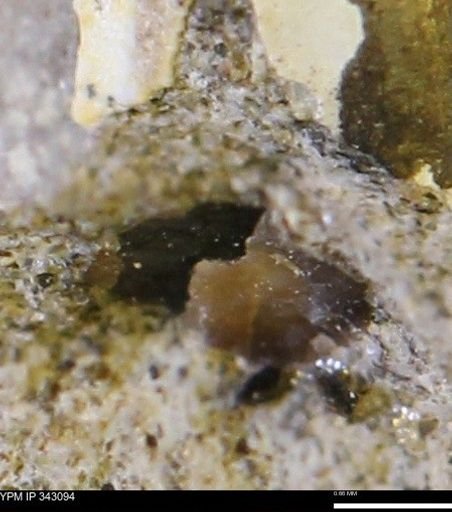 undet. Scaphitidae