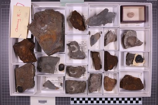 mixed taxa, stratigraphic collection