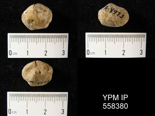 undet. Uncinuloidea