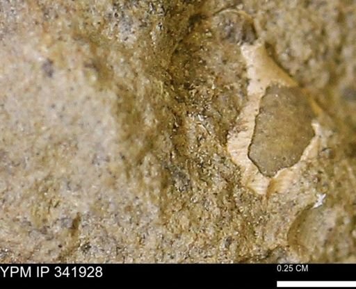 undet. Gastropoda