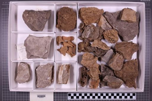 mixed taxa, stratigraphic collection