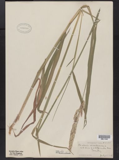 Phalaris arundinacea
