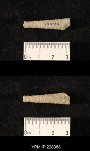 Pseudorthoceras knoxense