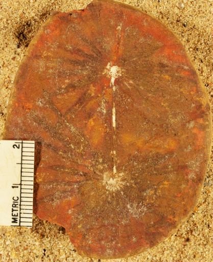 Annularia
