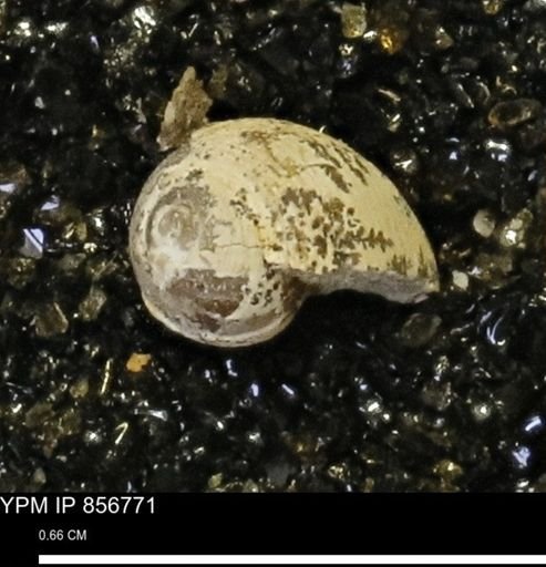 Euspira sp.