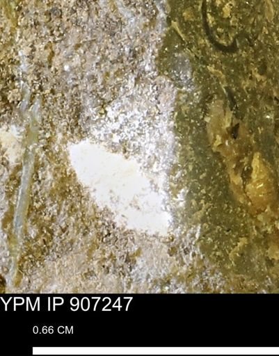 undet. Mollusca