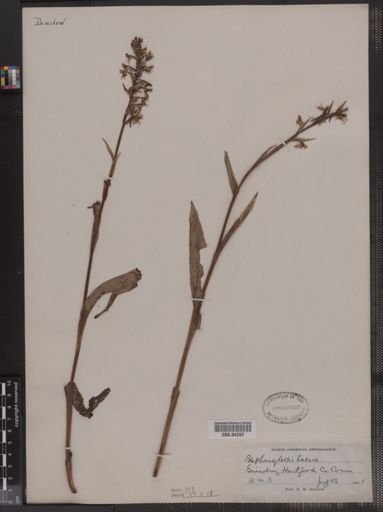 Blephariglottis lacera