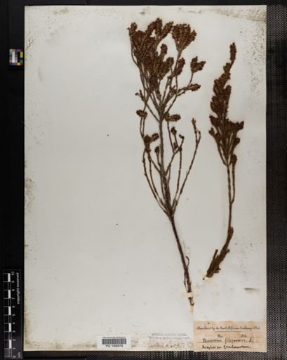 Plantae