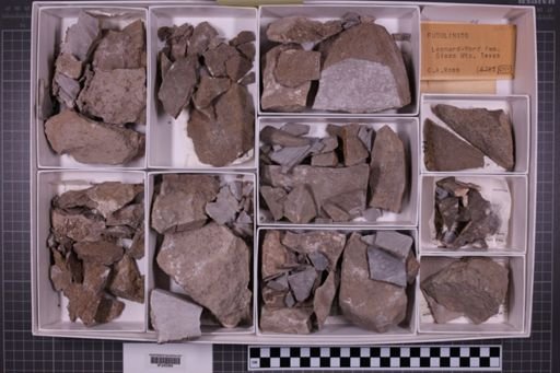 mixed taxa, stratigraphic collection