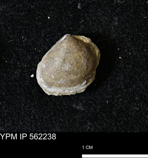 Limopsis striatopunctatus