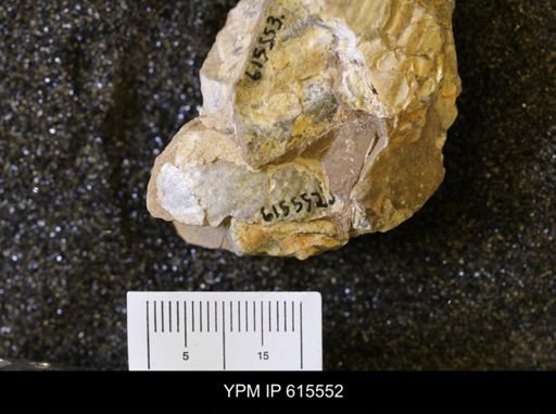 Inoceramus sp.