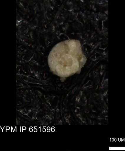 undet. Foraminiferida