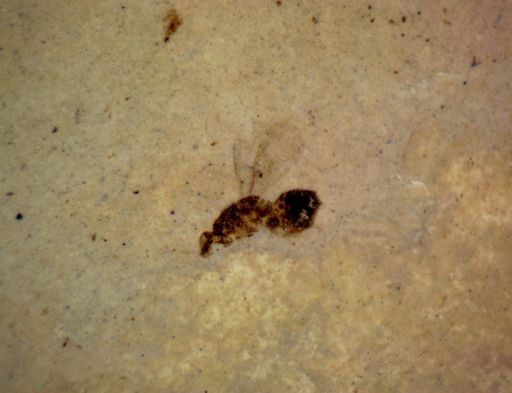 undet. Hexapoda