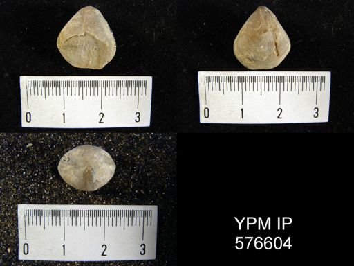 undet. Athyridida