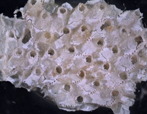 Rhamphostomella curvirostrata