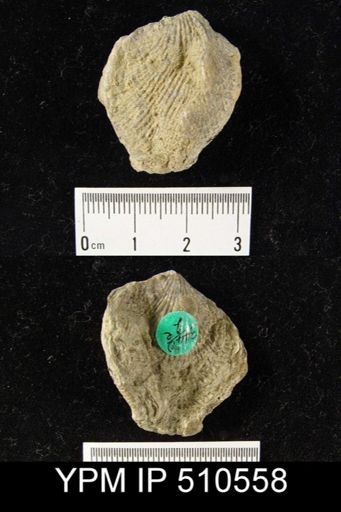 undet. Atrypidae