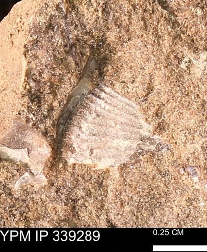 undet. Mollusca