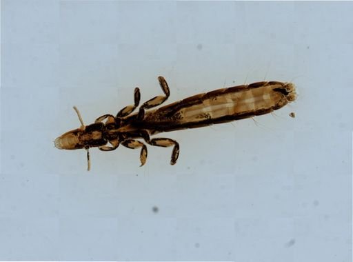 Columbicola columbae